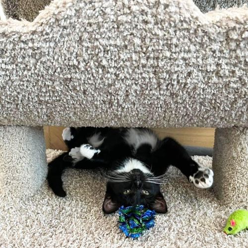 A playful black and white cat lies upside down under a fuzzy cat tree, with a colorful toy ball nearby.