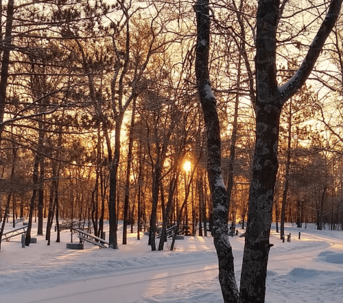 A winter landscape with snow-covered ground, trees, and a sunset casting warm light through the branches.