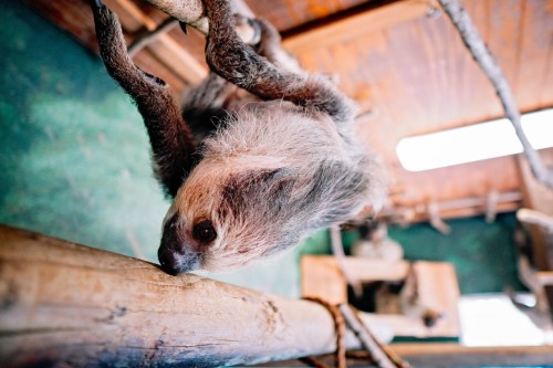 A sloth hanging upside down from a branch in a wooden enclosure, with a green background.