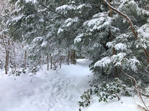 A snowy path winding through a forest, with trees heavily laden with snow on either side.