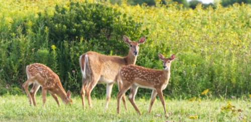 Three deer, including a fawn, stand in a grassy field with green foliage in the background.