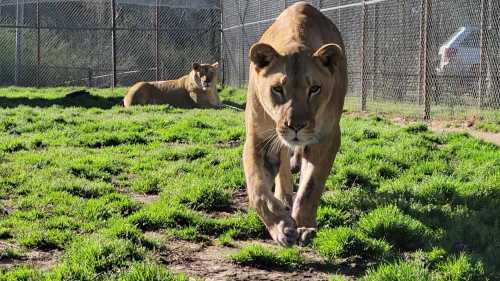 Two lions in a grassy enclosure, one walking towards the camera and the other resting in the background.