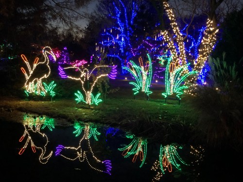 Colorful holiday lights illuminate trees and plants, reflecting in a calm water surface at night.