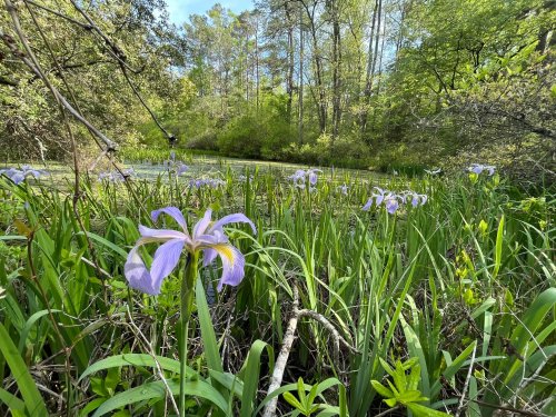 A serene landscape featuring purple irises among lush green grass, with trees and a pond in the background.