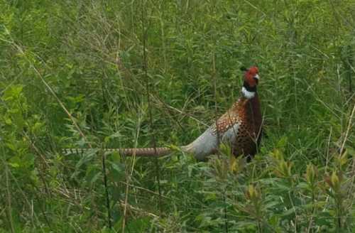 A colorful pheasant stands in a grassy field, surrounded by tall green plants.