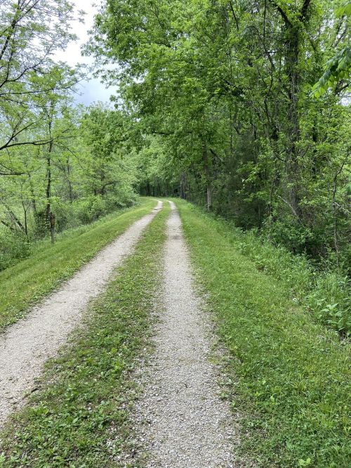 A gravel path winds through a lush green forest, flanked by trees and grass on either side.