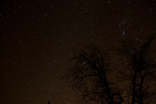 A starry night sky with scattered stars and silhouetted trees in the foreground.