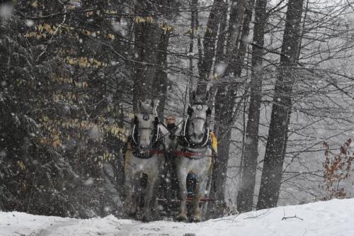 Two horses pull a sled through a snowy forest, with snowflakes falling and trees in the background.