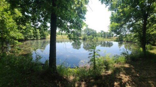 A serene pond surrounded by lush greenery and trees under a clear blue sky.