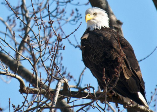 A bald eagle perched on a tree branch against a clear blue sky.