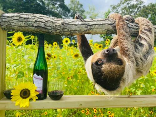 A sloth hangs from a branch in a sunflower field, with a bottle of wine and glasses nearby.