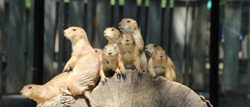 A group of prairie dogs perched on a log, looking curiously at their surroundings.