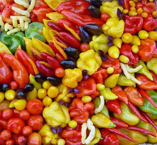 A vibrant assortment of colorful peppers and small vegetables arranged in a visually striking pattern.