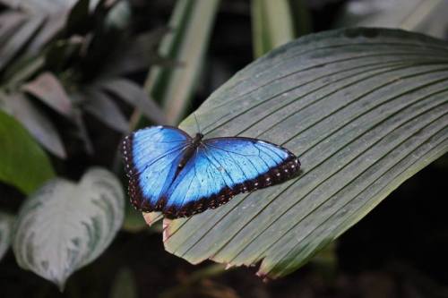 A vibrant blue butterfly resting on a green leaf surrounded by tropical foliage.