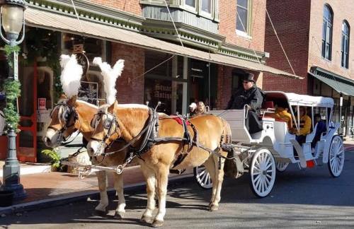 A horse-drawn carriage with two horses stands on a street, with a driver in a black coat and festive decorations nearby.