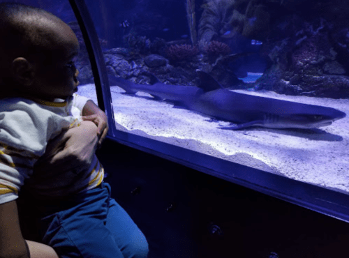 A child watches a shark swim by in an aquarium, captivated by the underwater scene.
