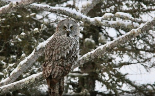 A great gray owl perched on a snow-covered branch, surrounded by frosty trees.