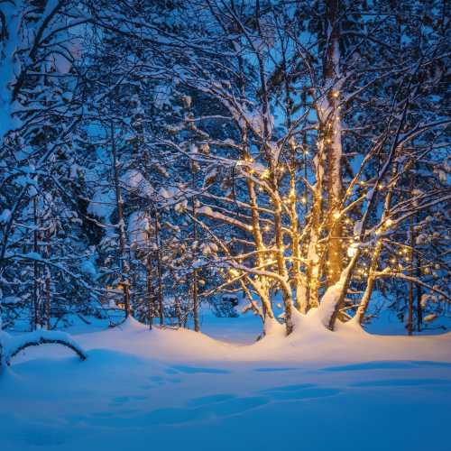 A snowy landscape at dusk, featuring a tree adorned with warm lights amidst a serene winter forest.