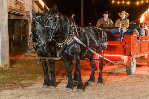 Two black horses are harnessed to a red wagon, with two cowboys seated in the wagon, illuminated by string lights.