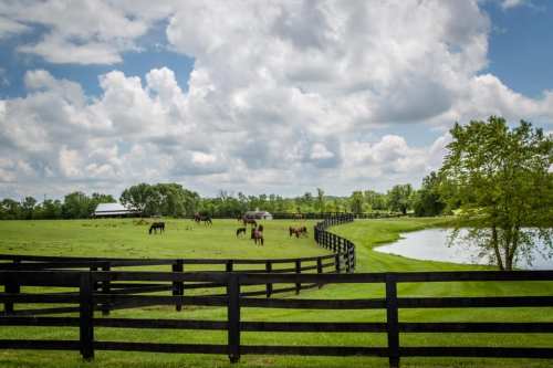 A scenic pasture with horses grazing, a pond, and a black wooden fence under a partly cloudy sky.