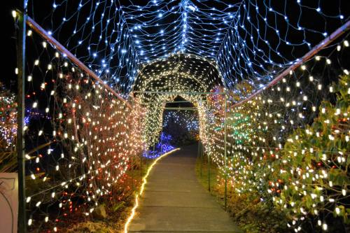 A pathway illuminated by colorful string lights, creating a festive tunnel effect at night.