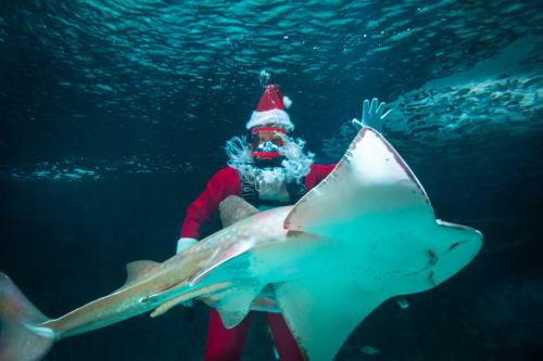 A person in a Santa costume swims underwater with a large stingray, surrounded by blue water.