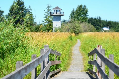 A wooden path leads through tall grass to a lighthouse surrounded by trees under a clear blue sky.