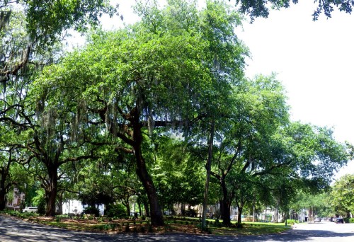Lush green trees with Spanish moss in a sunny park setting, creating a serene and inviting atmosphere.