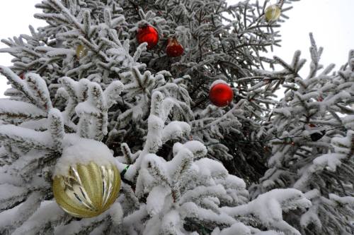 A snowy Christmas tree adorned with red and gold ornaments.