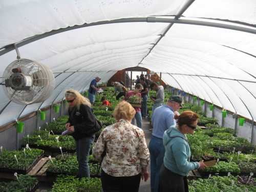 People tending to plants in a greenhouse, surrounded by rows of seedlings under a curved plastic roof.