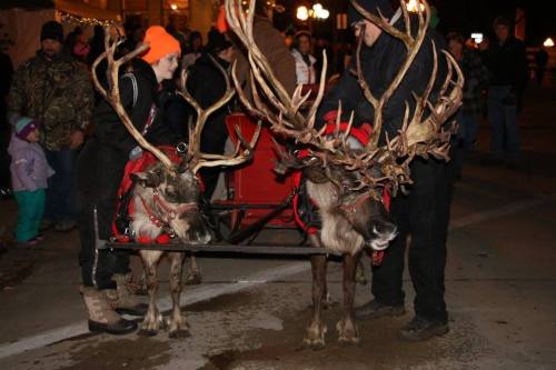Two reindeer in harnesses stand beside a sled, surrounded by people in a festive nighttime setting.