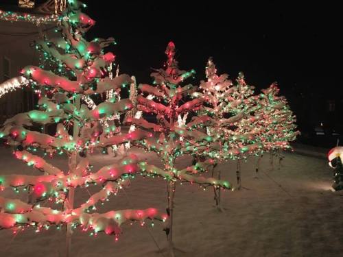 Colorful Christmas trees adorned with red and green lights, covered in snow, illuminated at night.
