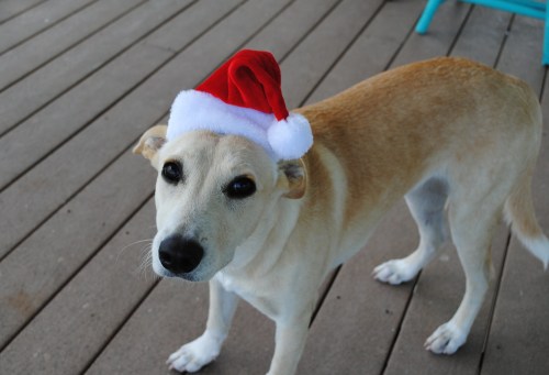 A dog wearing a red and white Santa hat stands on a wooden deck, looking curiously at the camera.