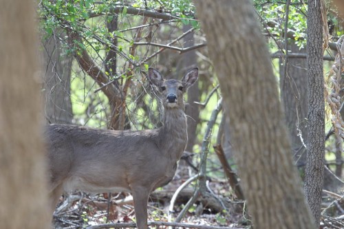 A deer stands among trees in a wooded area, looking curiously at the camera.