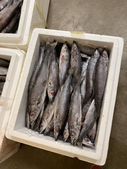 A styrofoam container filled with several whole fish, arranged closely together.