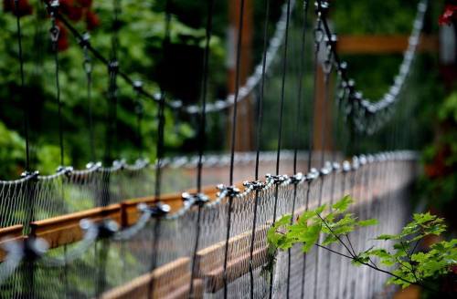 A close-up of a suspension bridge with wooden planks and metal cables, surrounded by lush green foliage.