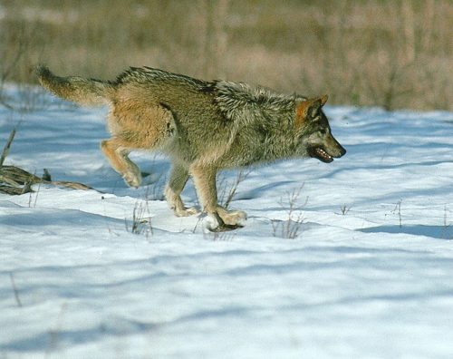A wolf chases a white hare across a snowy landscape.