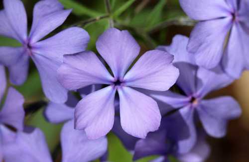 Close-up of delicate purple flowers with five petals, surrounded by green foliage.