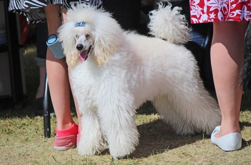 A fluffy white poodle stands beside people at an outdoor event, showcasing its stylish appearance and playful demeanor.
