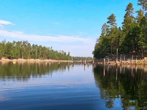 A serene lake surrounded by tall pine trees, reflecting the blue sky and calm water.