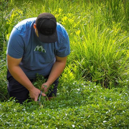 A person in a blue shirt and black cap is kneeling in a lush green field, pulling weeds from the ground.