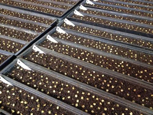 Rows of seed trays filled with dark soil and small, sprouting seeds.