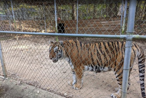 A tiger stands near a fence in a zoo enclosure, with a person visible in the background.