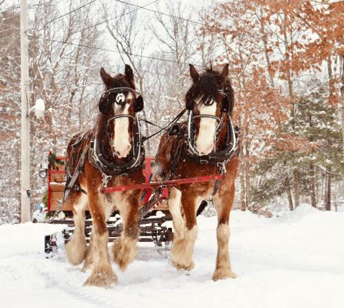 Two draft horses pull a sled through a snowy landscape, surrounded by trees with autumn leaves. Snowflakes are falling.