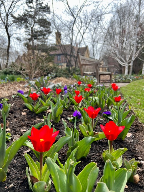 A garden scene featuring vibrant red tulips and purple flowers, with a wooden bench in the background and trees nearby.