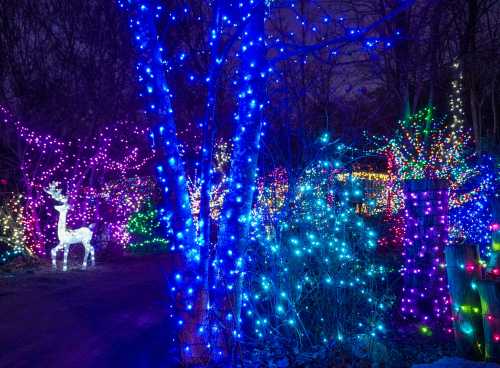 A vibrant display of colorful Christmas lights illuminating trees and a white reindeer in a nighttime setting.