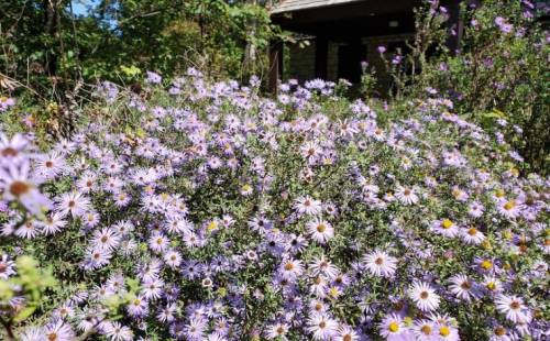 A vibrant patch of purple flowers blooming abundantly in a garden, with a house partially visible in the background.