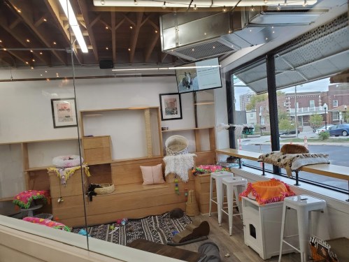 A cozy pet space with shelves, beds, and colorful decor, featuring a rug and seating, viewed through a glass wall.