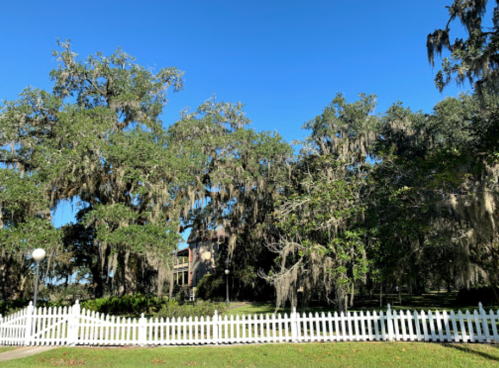 A sunny scene featuring tall trees draped in Spanish moss, with a white picket fence in the foreground.