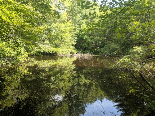 A serene pond surrounded by lush green trees, reflecting the foliage on its calm surface.